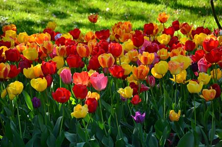 100 000 tulipes pour les enfants atteints de cancer