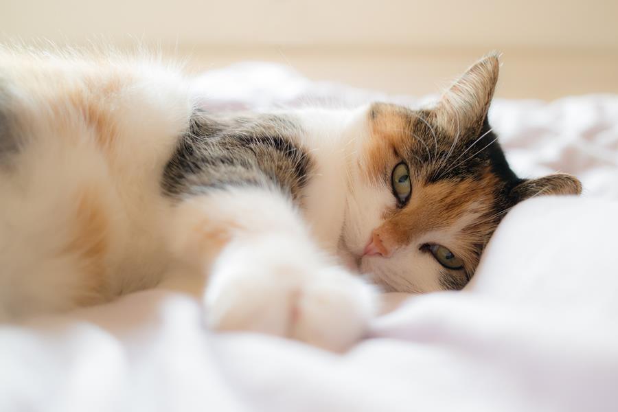 test chaton