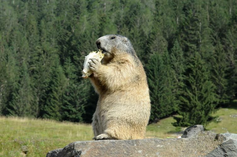 Le bonjour de la marmotte en cette solaire matinée ! Tous à Merlet !