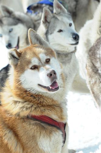 Rendez-vous avec nos compagnons du jour, les huskies de Philippe !