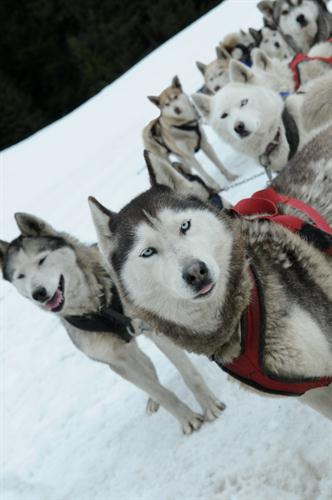 Tous nos amis canins nous attendent ce matin ! Chien de traineau aux Carroz !