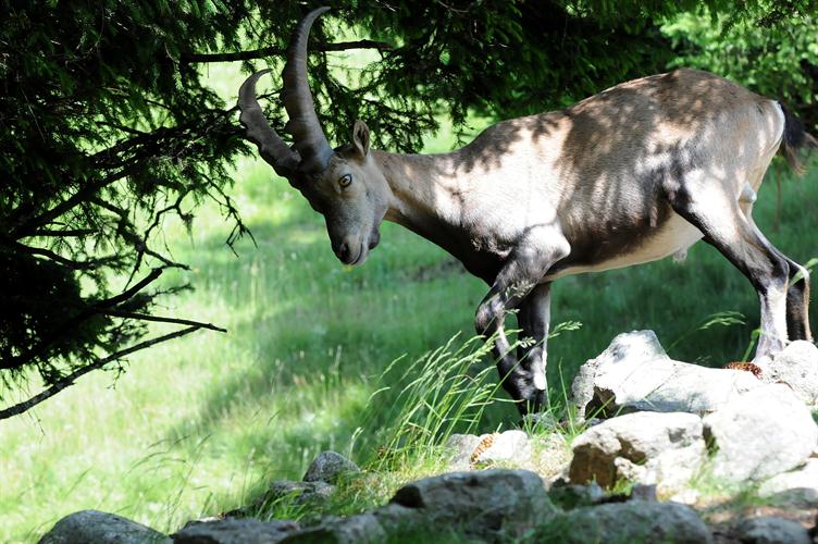 A la rencontre de la faune alpine ce matin !!! Direction, le Parc de Merlet !