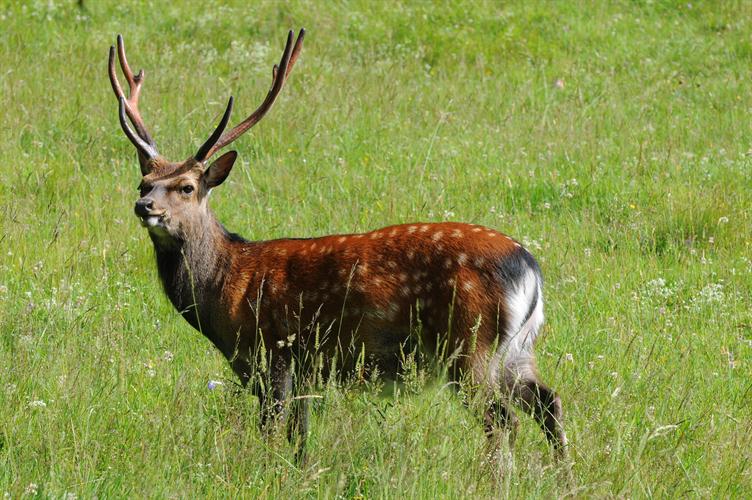 Découverte de la faune alpine ce matin ! Tous au Parc Merlet !