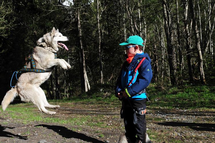 Rencontre inédite ce matin: nos compagnons du jours, les huskys !
