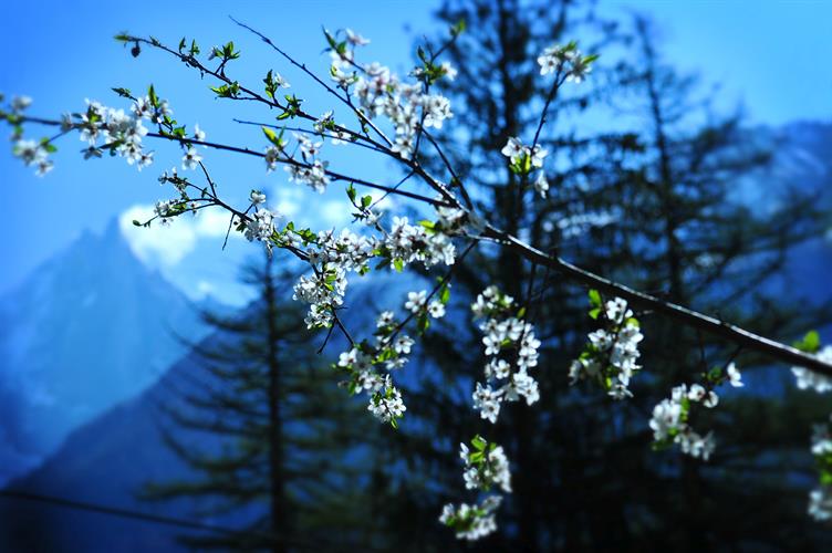 Nos jeunes pousses dans les arbres aujourd