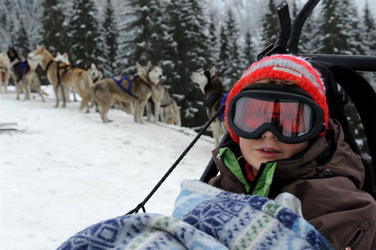 Mais ce sont des huskies que l