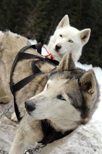 Nos gentils compagnons nous attendent avec impatience...