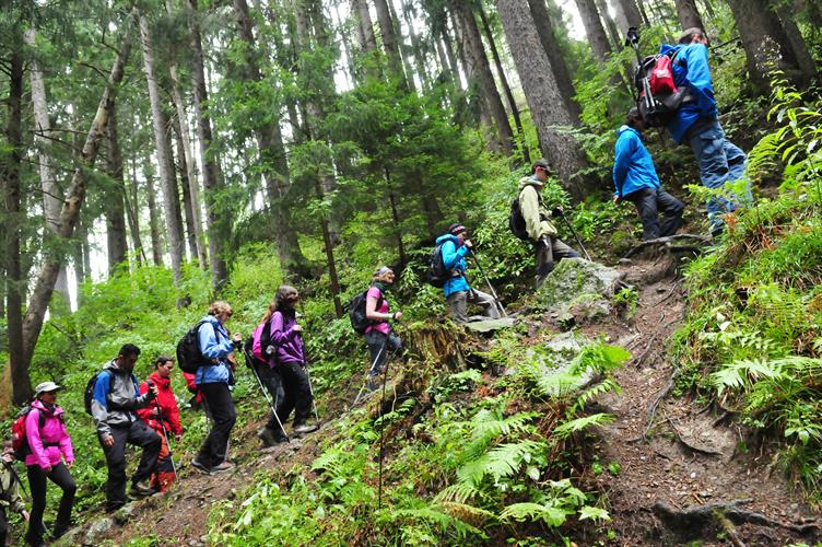 Ascension très rapidement ardue à travers la foret !