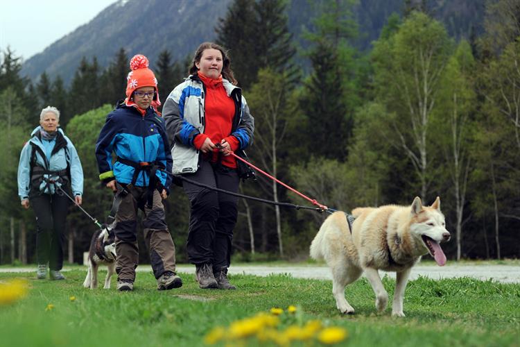 Le principe est simple, les chiens nous baladent!