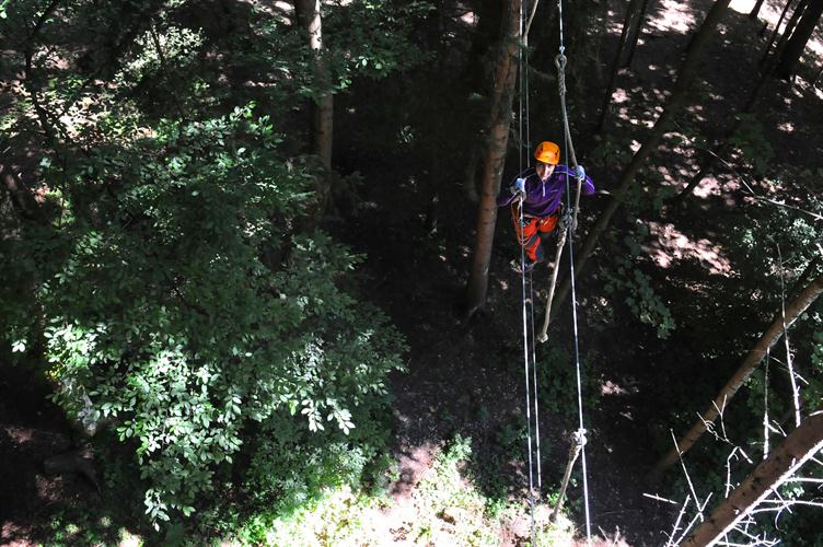Tout tout en haut des arbres, l