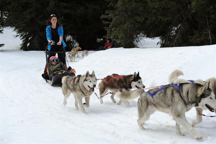 Les chiens font tout le travail pour nous!