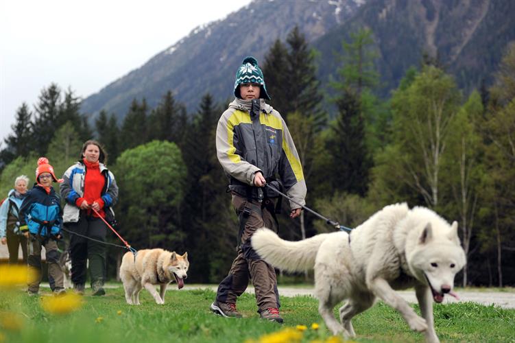 Théo, un musher dans l