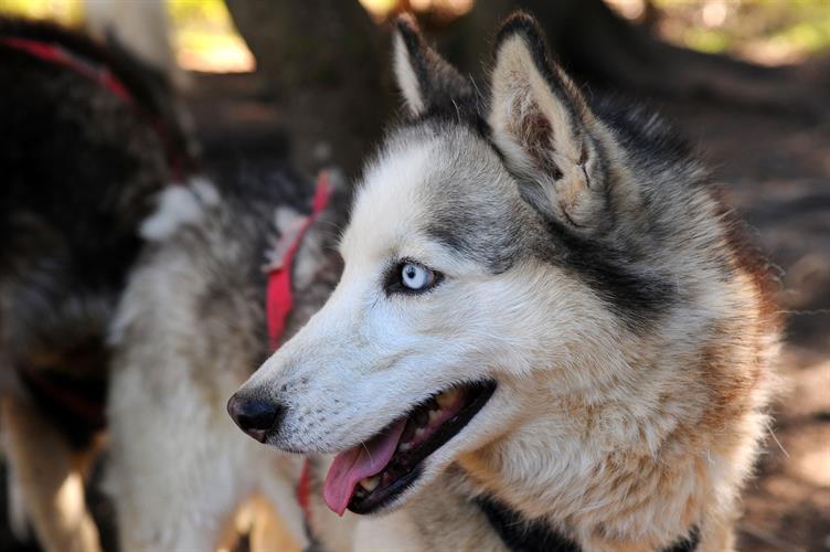Et rencontrer nos amis les huskies!
