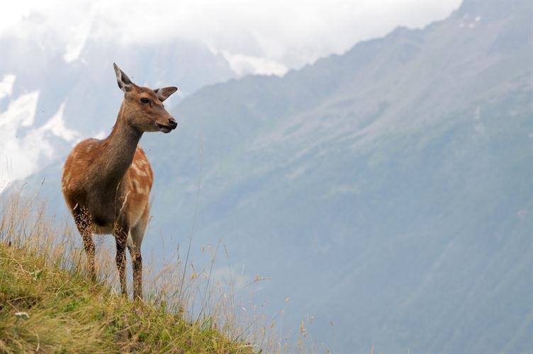 Et un nouveau spécimen des montagnes à l