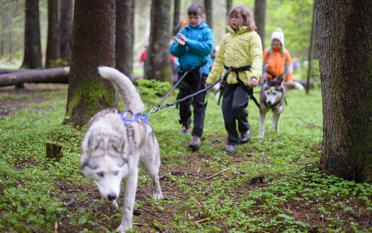 Magnifiques sous-bois pour une superbe ballade Cani-rando!