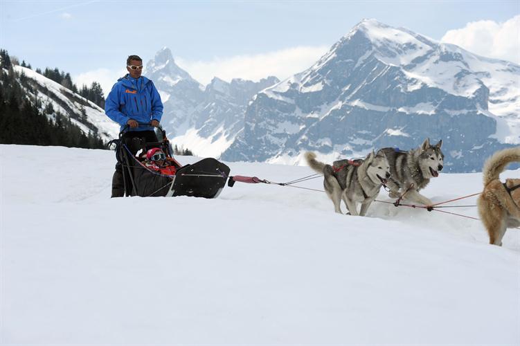 Ils ne sont jamais fatigués ces huskies!