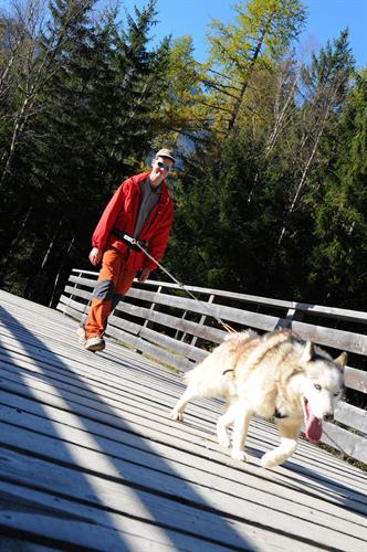 Les chiens vont vite avoir chaud sous ce soleil...