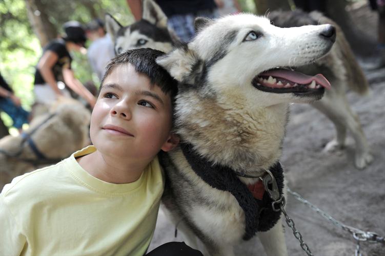 Et on passe aux huskies cet après-midi avec la canirando!