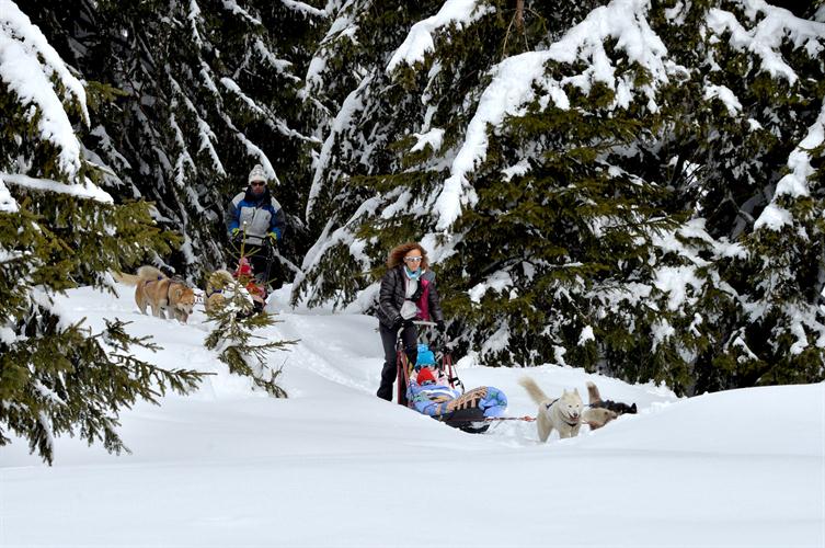 Ils sont vraiment tout terrains ces huskys !