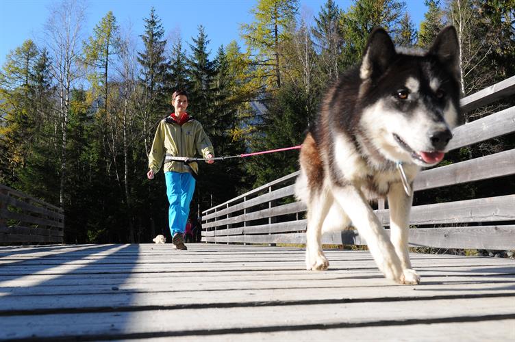 Il est grand ton chien Laura!