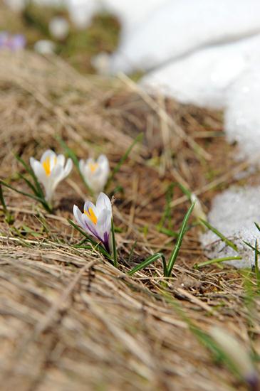 Fleurs des montagnes...