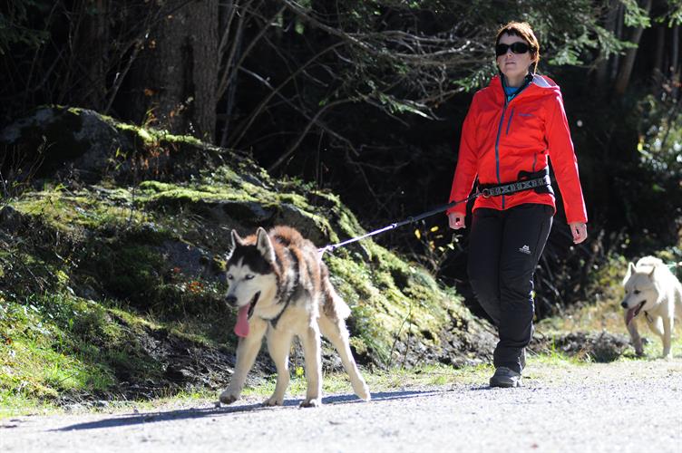 Plutôt relax comme activité, ce sont les huskies qui travaillent!