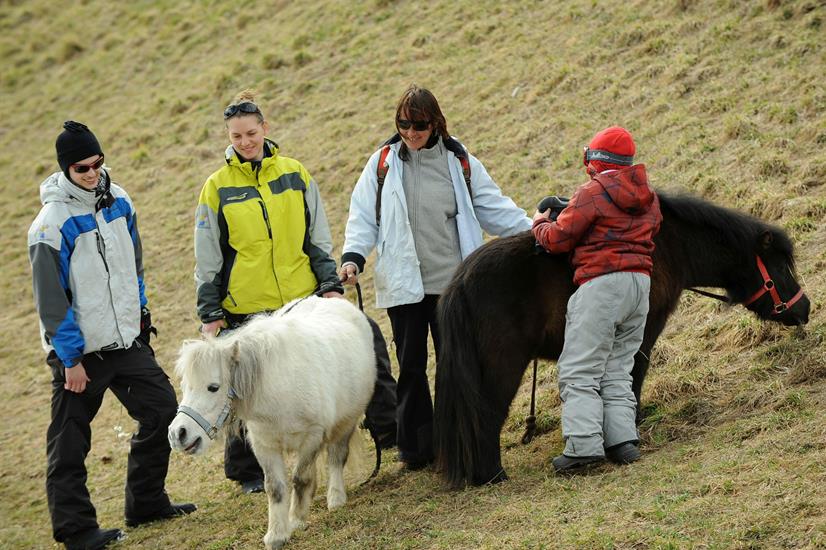 Rencontre avec nos fidèles compagnons, les poneys de Chamonix !