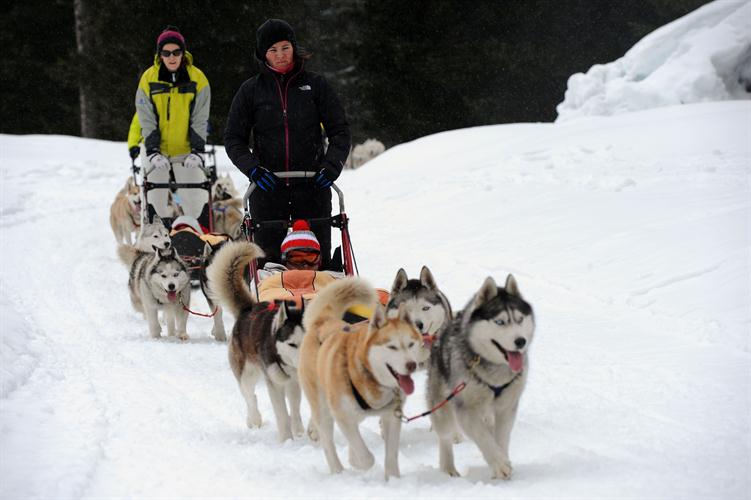 Lâchez les huskies, c