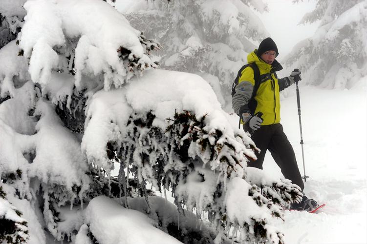 Entre les sapins, Sébastien!