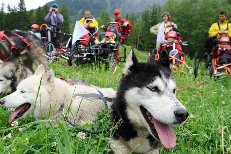 Pause pour les huskies, c