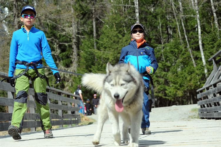 Ces huskies veulent toujours être au premier plan pour la photo!
