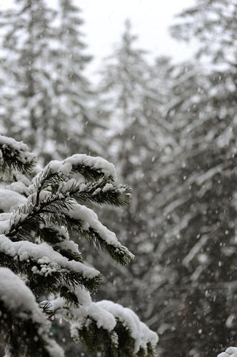 Dehors, la neige continue de tomber et nous prépare de jolies pistes de ski pour le grand jour...