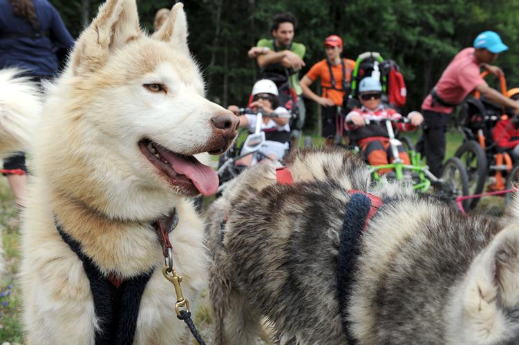 Les chiens aussi ont le droit de souffler!