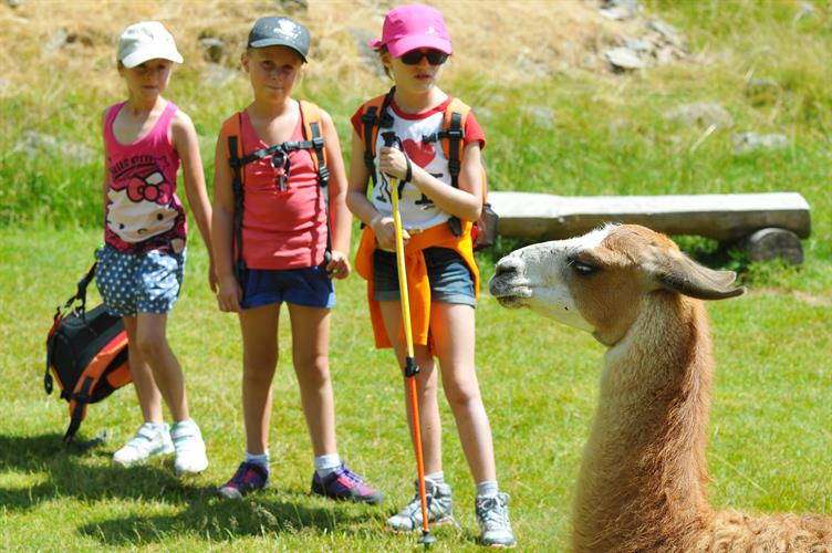 Rencontre impromptue et surprenante avec le lama !