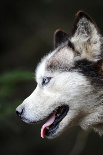 Merci à nos beaux huskies de nous avoir accompagné aujourd