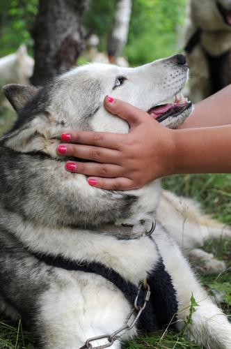 Ils méritent de belles caresses!