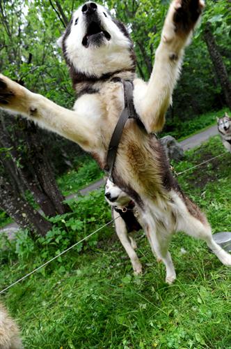 Une petite danse? Mais bien volontiers!