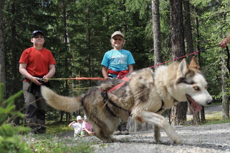 Ils sont infatigables ces huskies, quelle énergie!