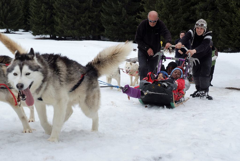 Les huskies tirent la langue !