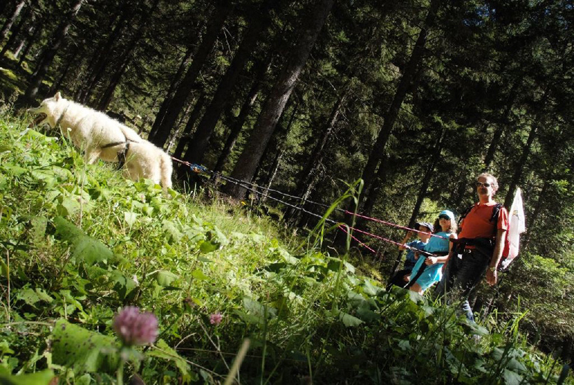 Toto, Marjorie et Zizou, arpentant les pistes de bois du Bouchet !