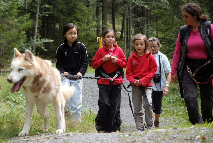 Ils peuvent même en promener trois, quels phénomènes ces huskies !