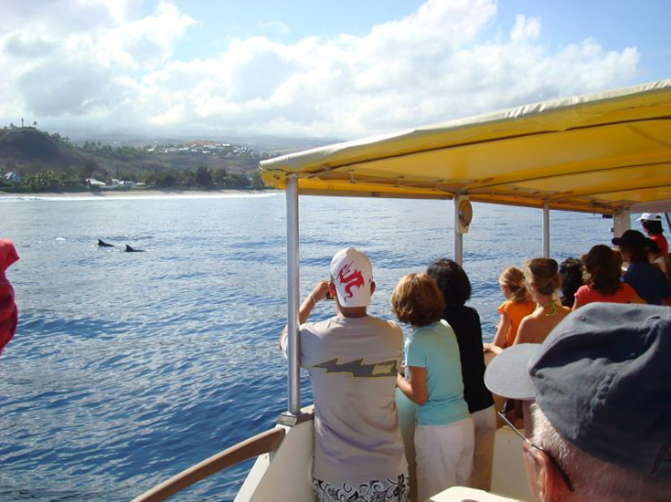 Dauphins en vue !