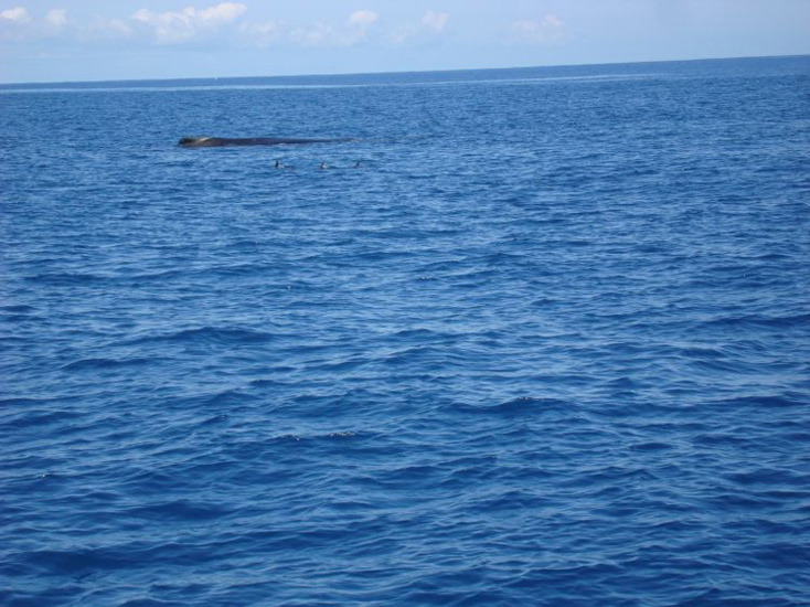 Une baleine et trois dauphins