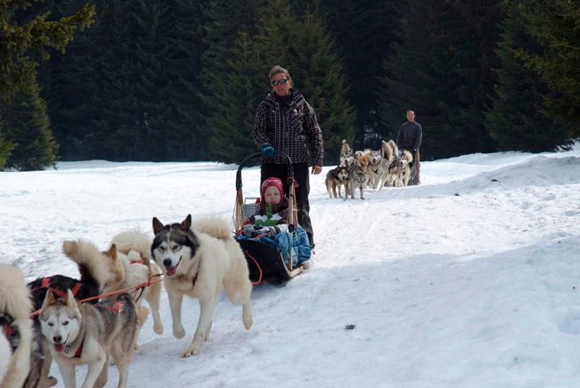 Au milieu des huskies, Jean se la coule douce !