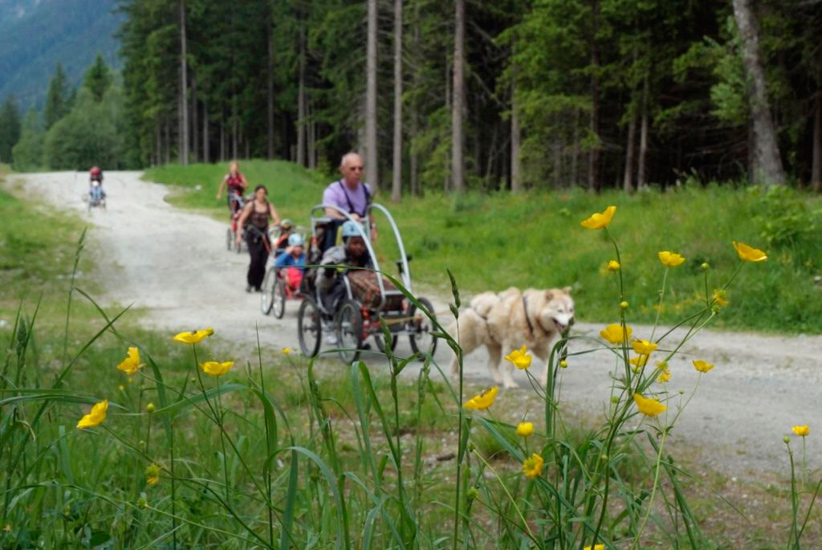 Sentier à sensations ! Bordés d’épineux et d’herbacés printaniers, des demi-loups nous tractent à toute allure !