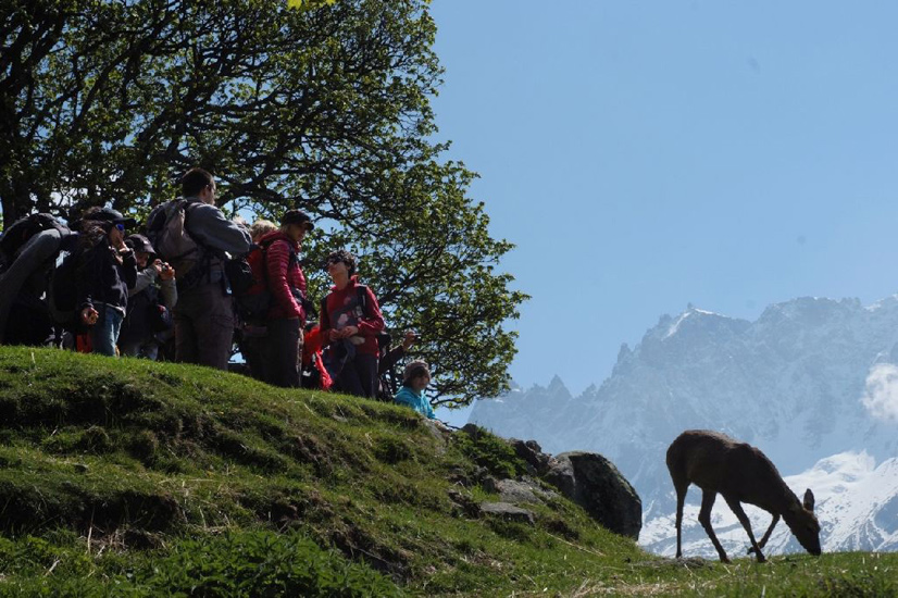Très rapidement, c’est la rencontre attendue ! Toute la faune des Alpes est là sous nos yeux !