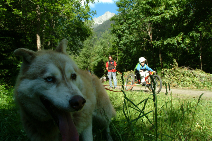 Chien de tête et pilote aguerri, dans le bois du Bouchet. (William)
