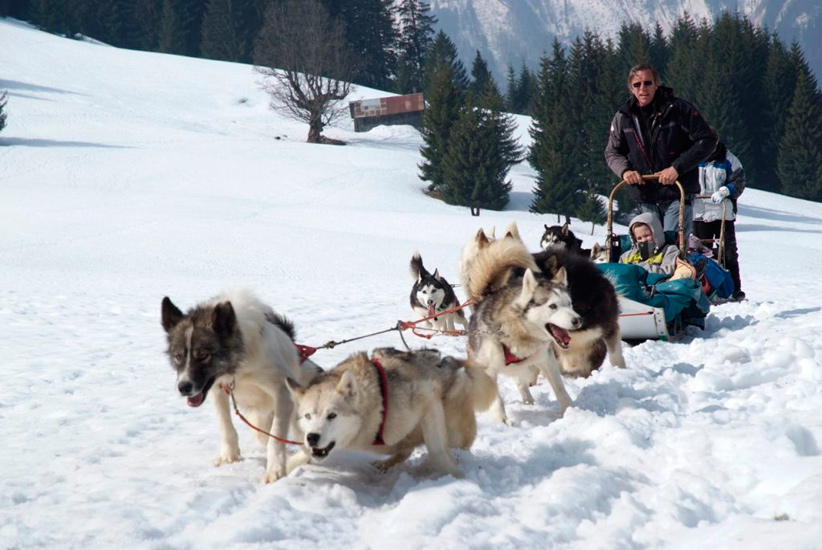 Les chiens de Timothée sont en pleine forme et filent bon train !