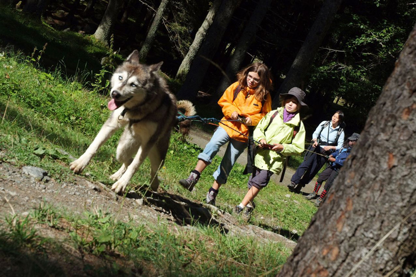 Pendant que filles papotent, c’est le husky qui tire !