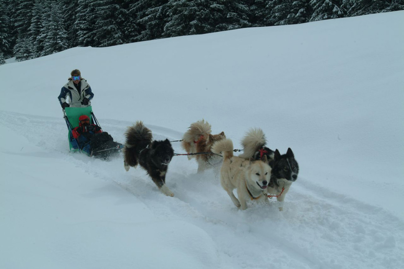 Attention bolide à quatre chien-motrices !